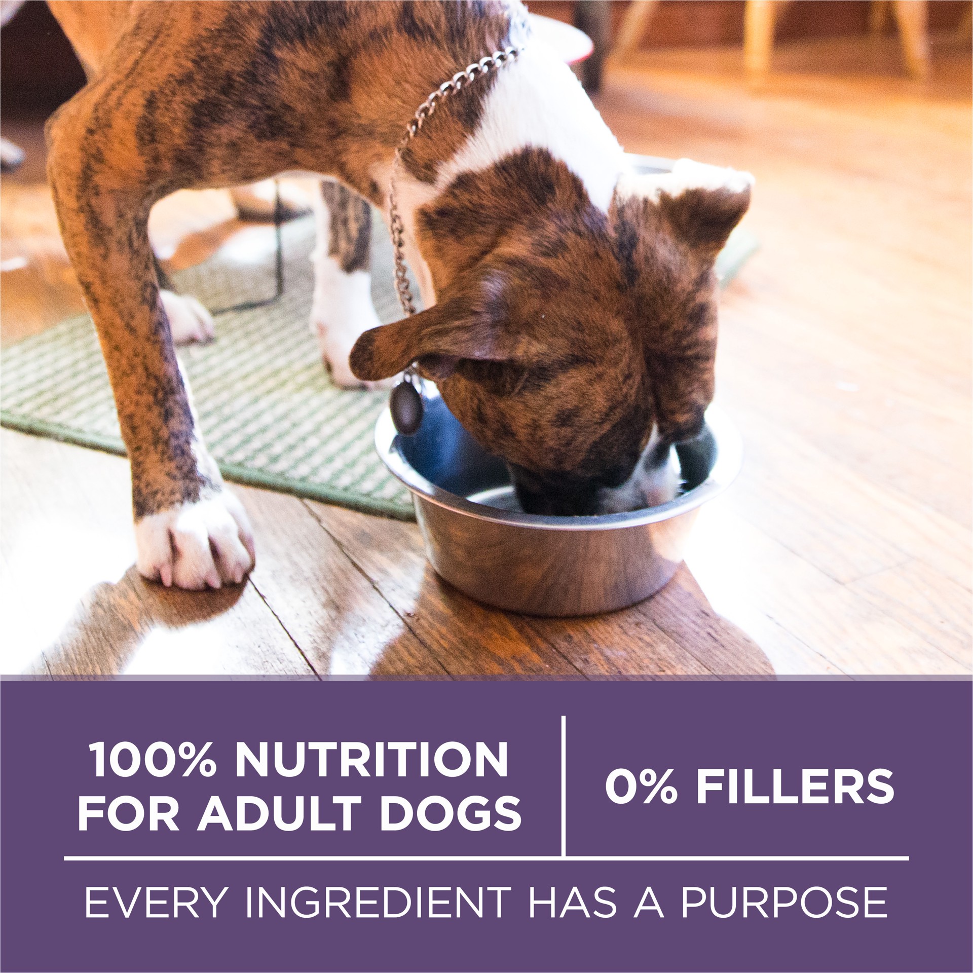 slide 6 of 8, ONE Purina ONE High Protein Dry Senior Dog Food Plus Vibrant Maturity Adult 7 Plus Formula, 8 lb