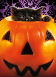 Avanti Press Kitten In Pumpkin Bucket