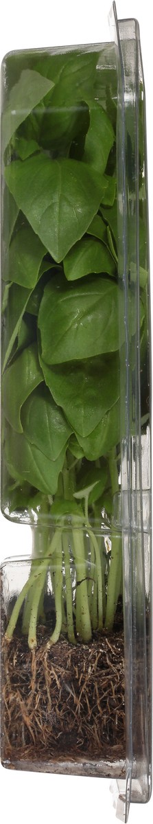 slide 6 of 7, O Organics Basil Living - 2 Count, 2 ct