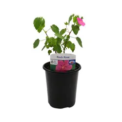 Spring Creek Growers Native Plant Society Of Texas - Pavonia Rock Rose