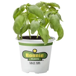 Bonnie Plants Herb Plants - 4.5 in Pot