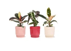 Foliage in Ceramic Pot