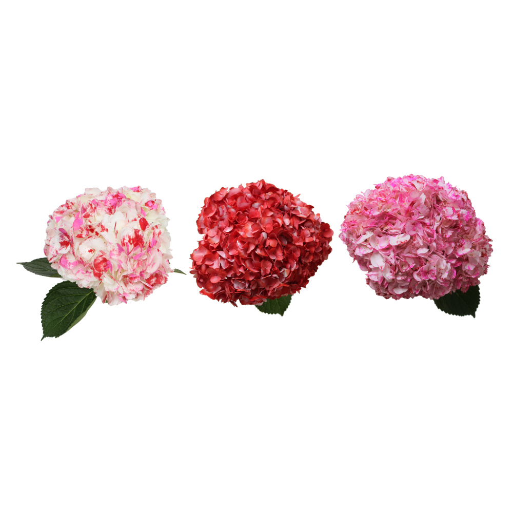 slide 1 of 1, Gb Hydrangea Enhanced, 1 ct