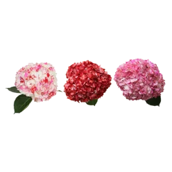 Gb Hydrangea Enhanced
