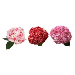 Gb Hydrangea Enhanced