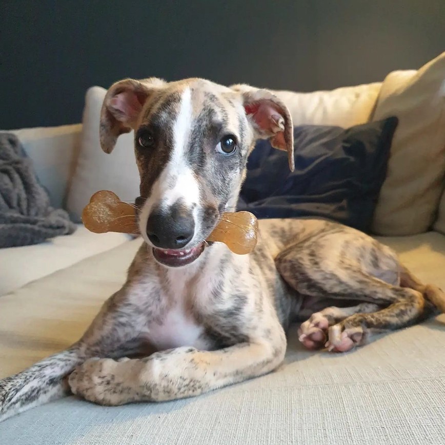 slide 4 of 9, Nylabone Just for Puppies Teething Chew Classic Bone Chicken Bone Medium/Wolf - Up to 35 lbs.(1 Count), 1 ct