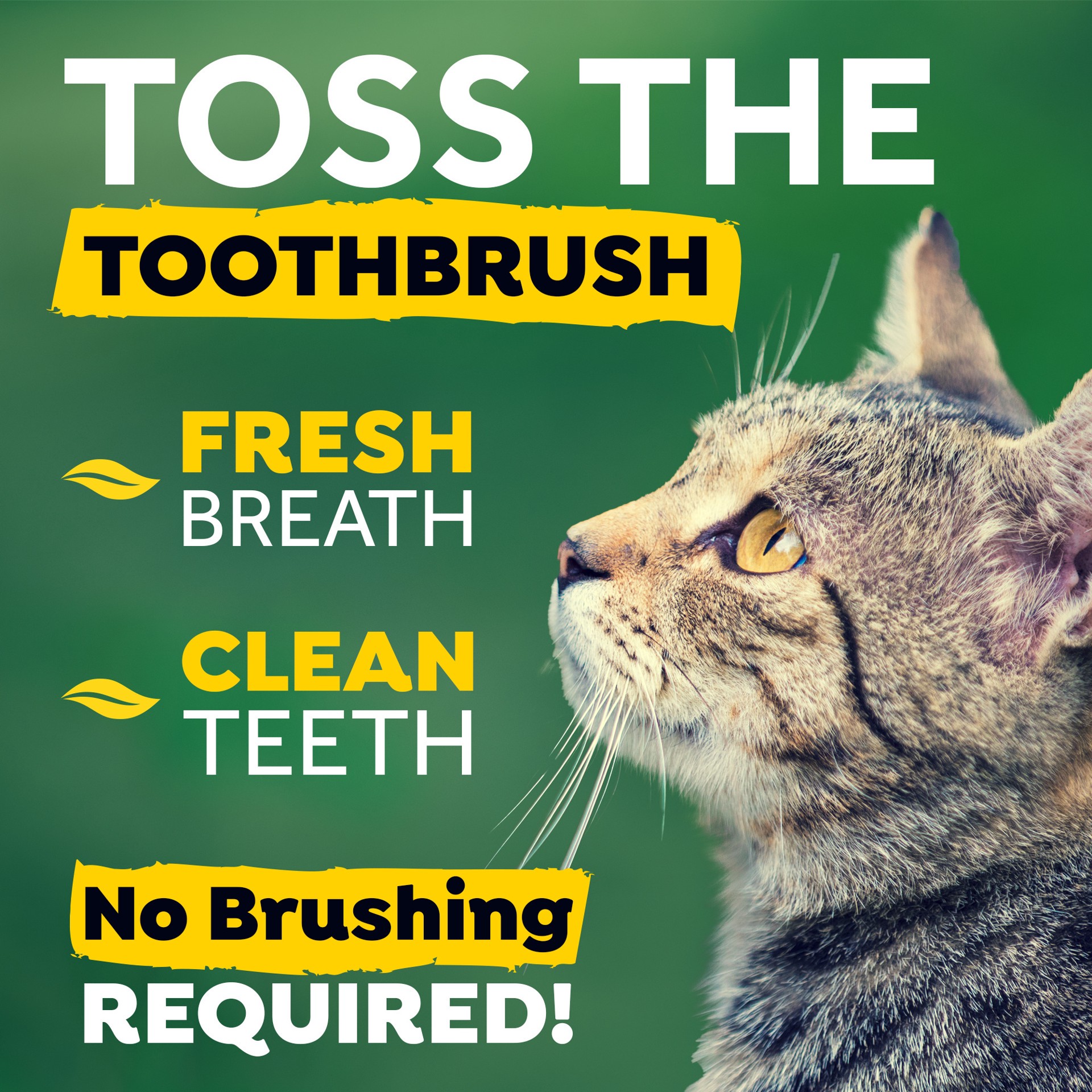 slide 9 of 9, TropiClean Fresh Breath Dental Health Solution for Cats, 16oz, 16 oz