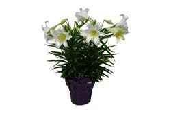 Double Easter Lily - 8 inch Pot