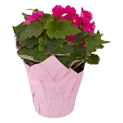 Begonia 6 inch