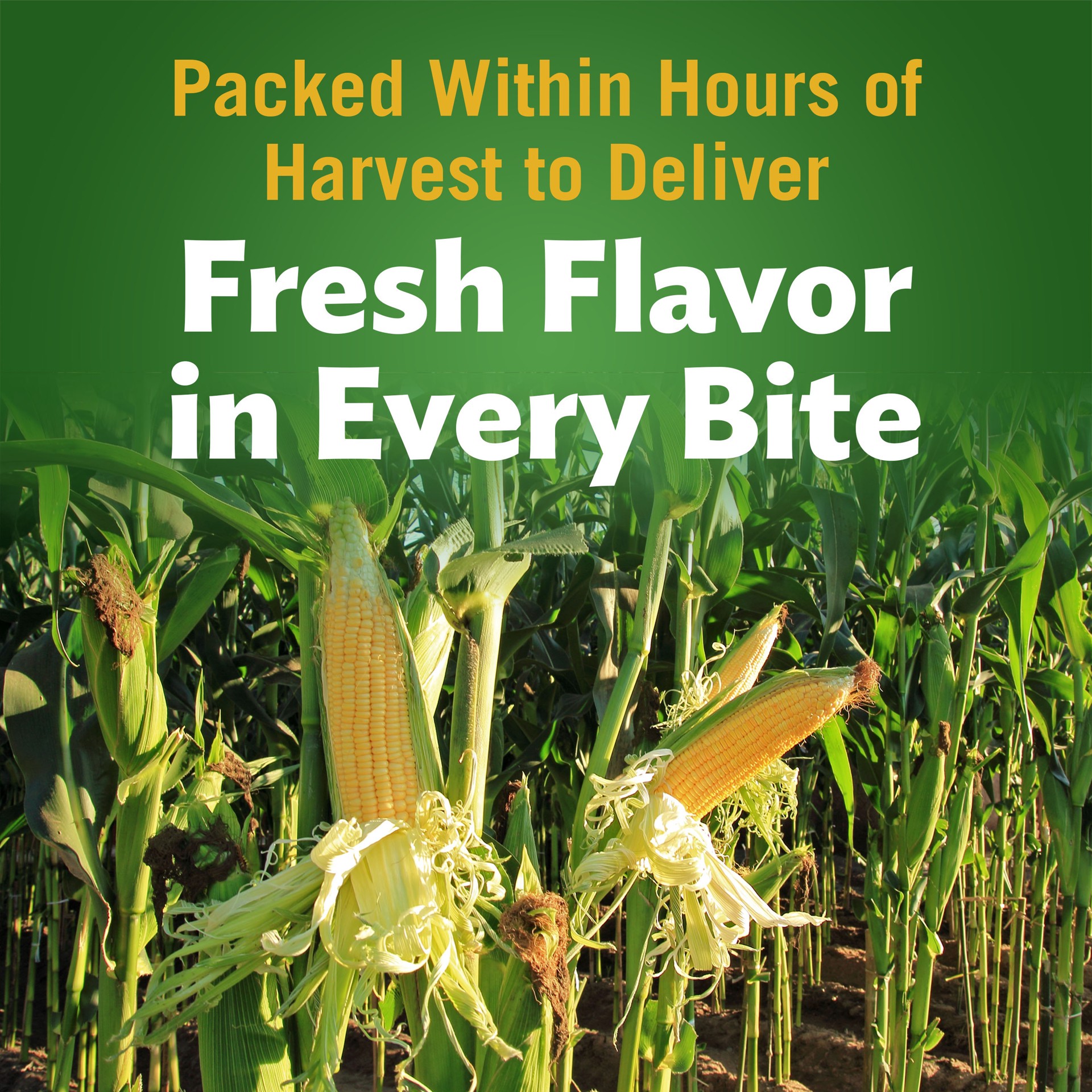 slide 3 of 6, Del Monte Fresh Cut Golden Sweet Whole Kernel Corn, 1/12-15.25 Oz. Cans, 11.44 lb