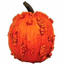 Knucklehead Pumpkin Large - Weight Between 16-24 Lb