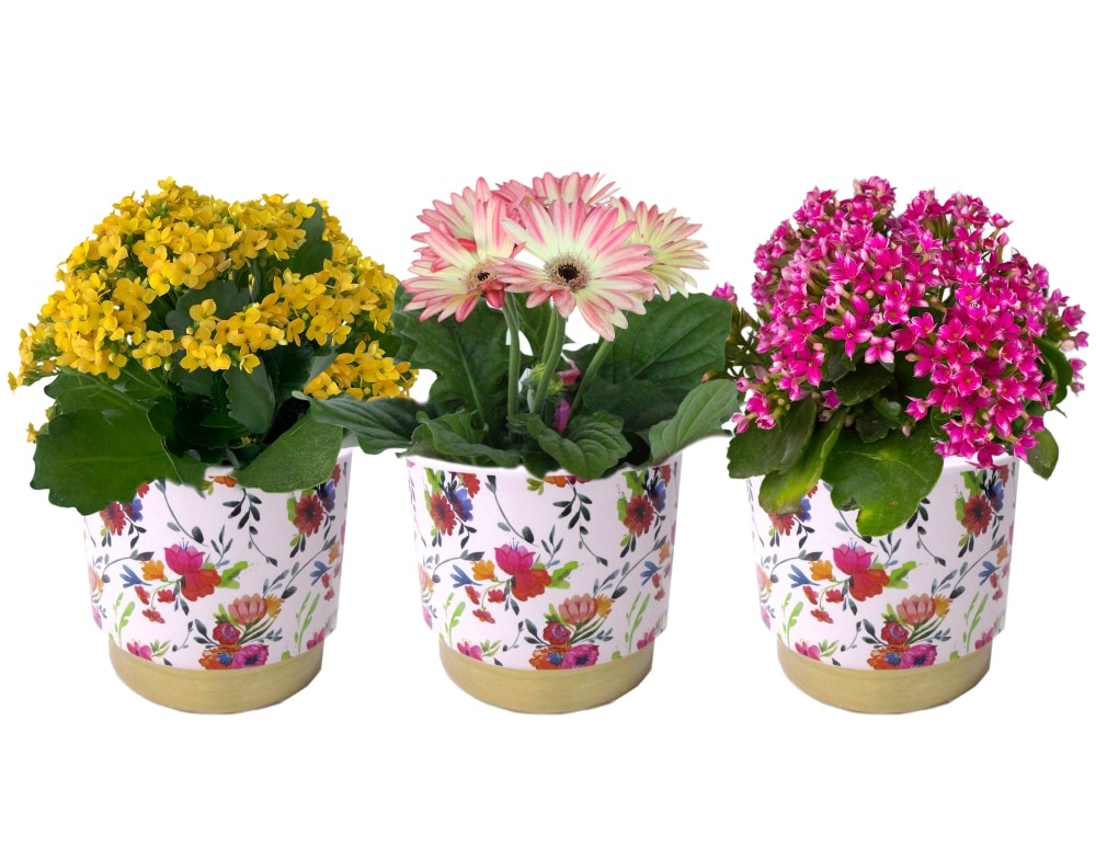 slide 1 of 1, Blooming Plant In Floral Ceramic Pot - Assorted, 4.5 in