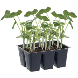 Bonnie Plants Squash - Crookneck