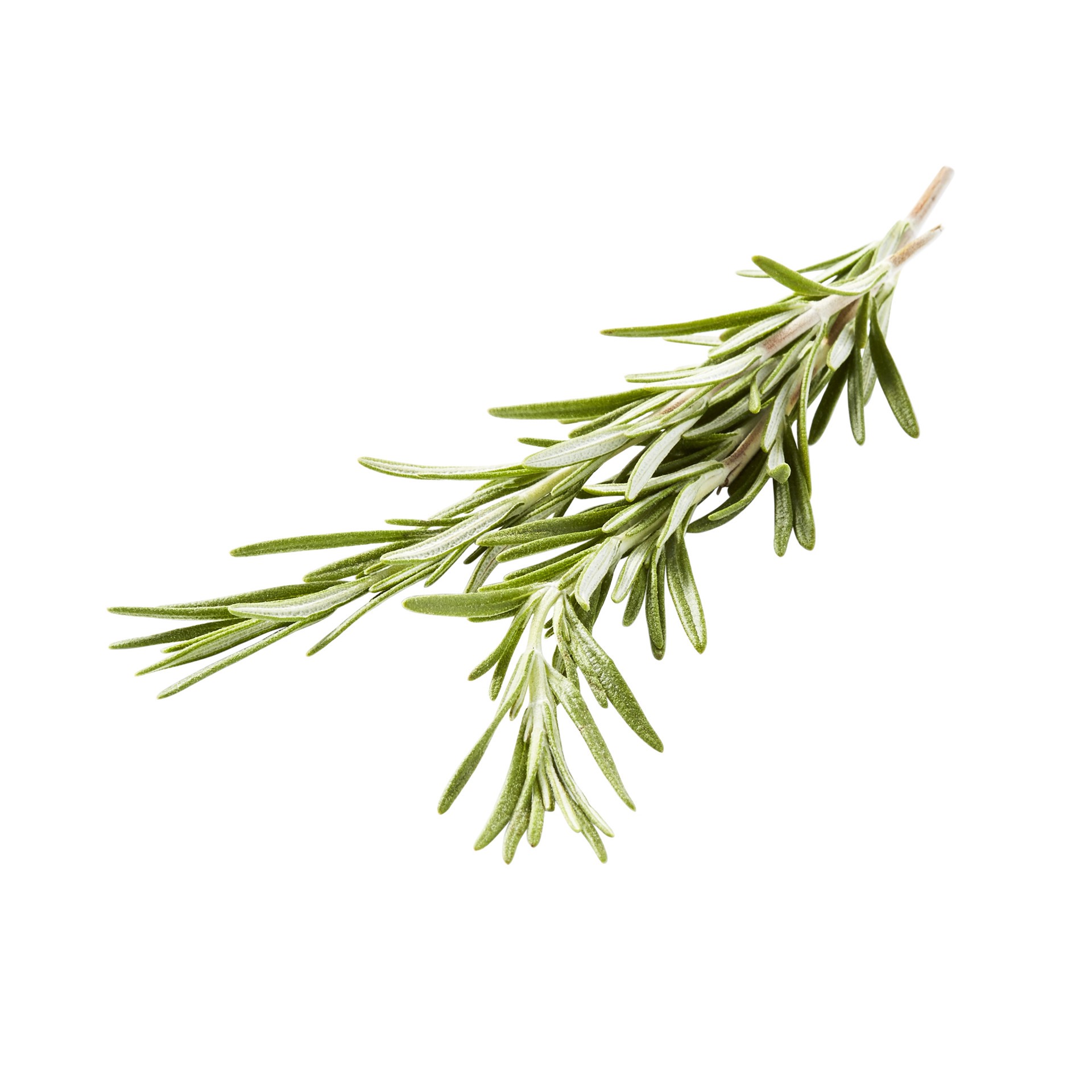 slide 1 of 1, Jacobs Farm Del Cabo Jacobs Del Cabo Organic Bunch Rosemary, 1 ct