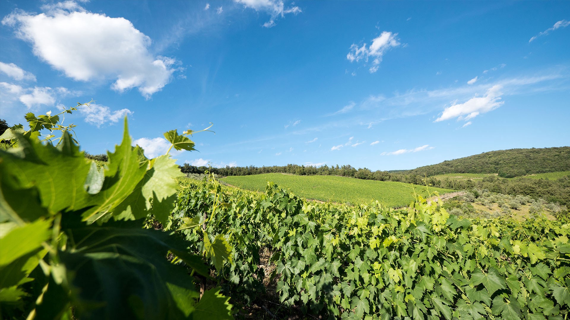 slide 7 of 10, Fattoria Poggerino Chianti Classico Nuovo 2020 - 750ml, 750 ml