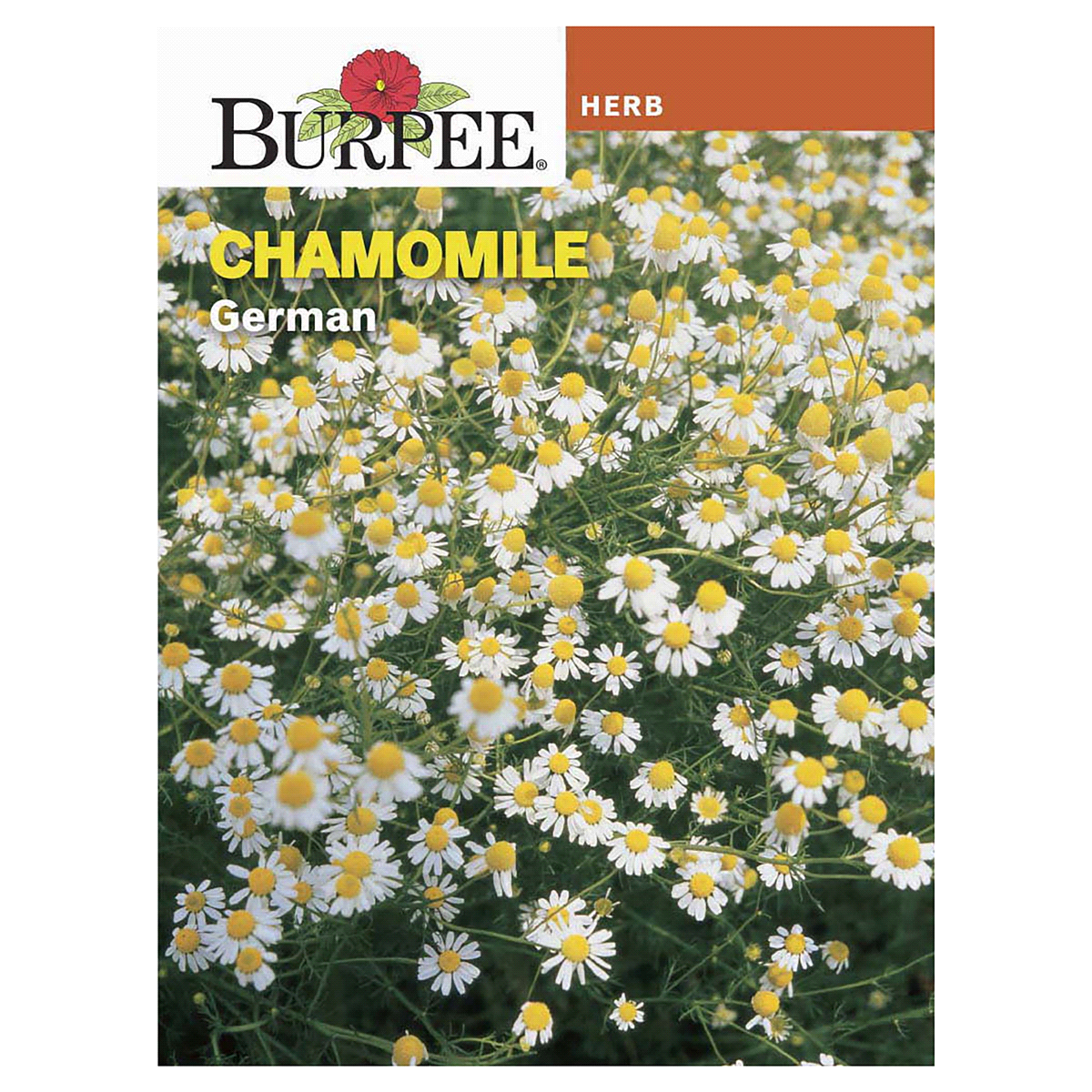 slide 1 of 5, Burpee German Chamomile Seeds, 1 ct