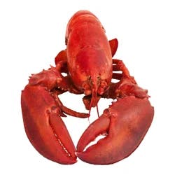 Fresh Select Lobsters