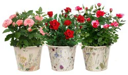 Rocket Farms Mini Rose in Botanical Tin