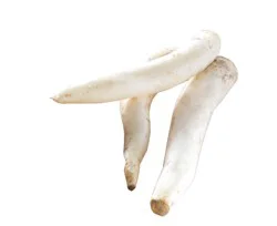 Daikon Radish