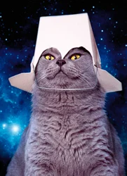 Avanti Birthday Cat With Take Out Container Card