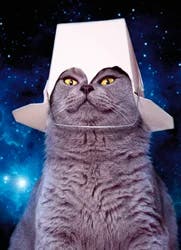 Avanti Birthday Cat With Take Out Container Card