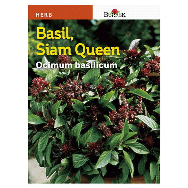 slide 1 of 1, Burpee Asian Basilm Siam Queen Seeds, 1 ct