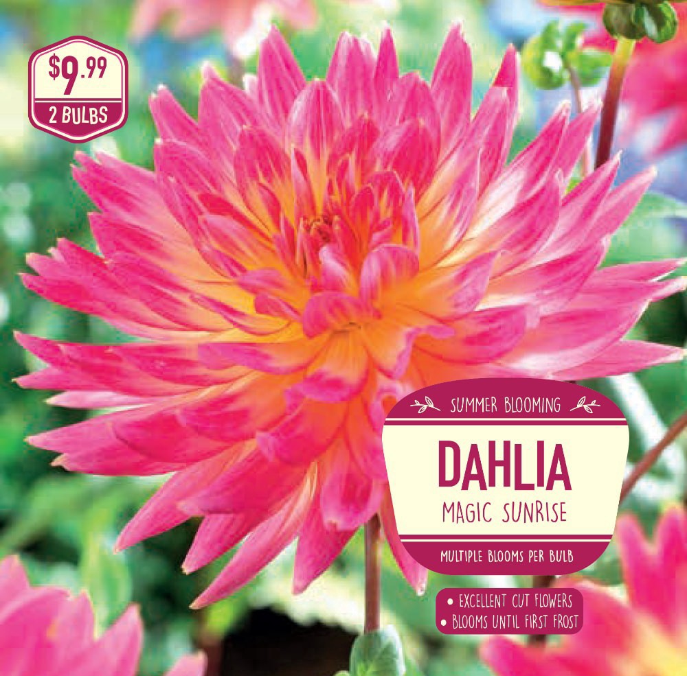 slide 1 of 1, Garden State Bulb Dahlia Magic Sunrise Seeds, 2 ct
