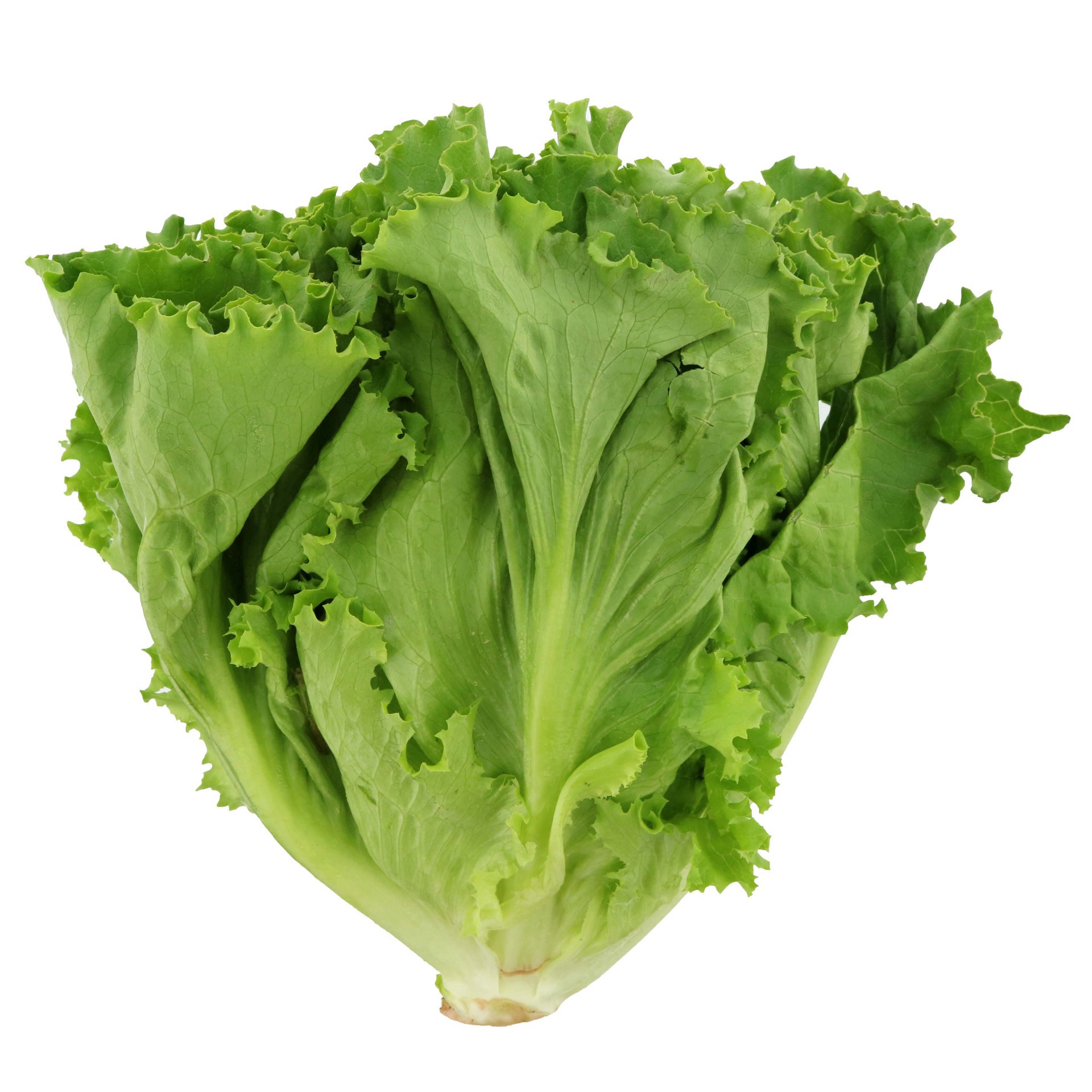 slide 1 of 1, Fresh Green Leaf Lettuce, 1 ct