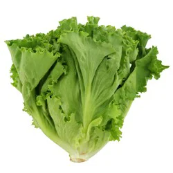 Fresh Green Leaf Lettuce
