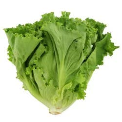 Fresh Green Leaf Lettuce