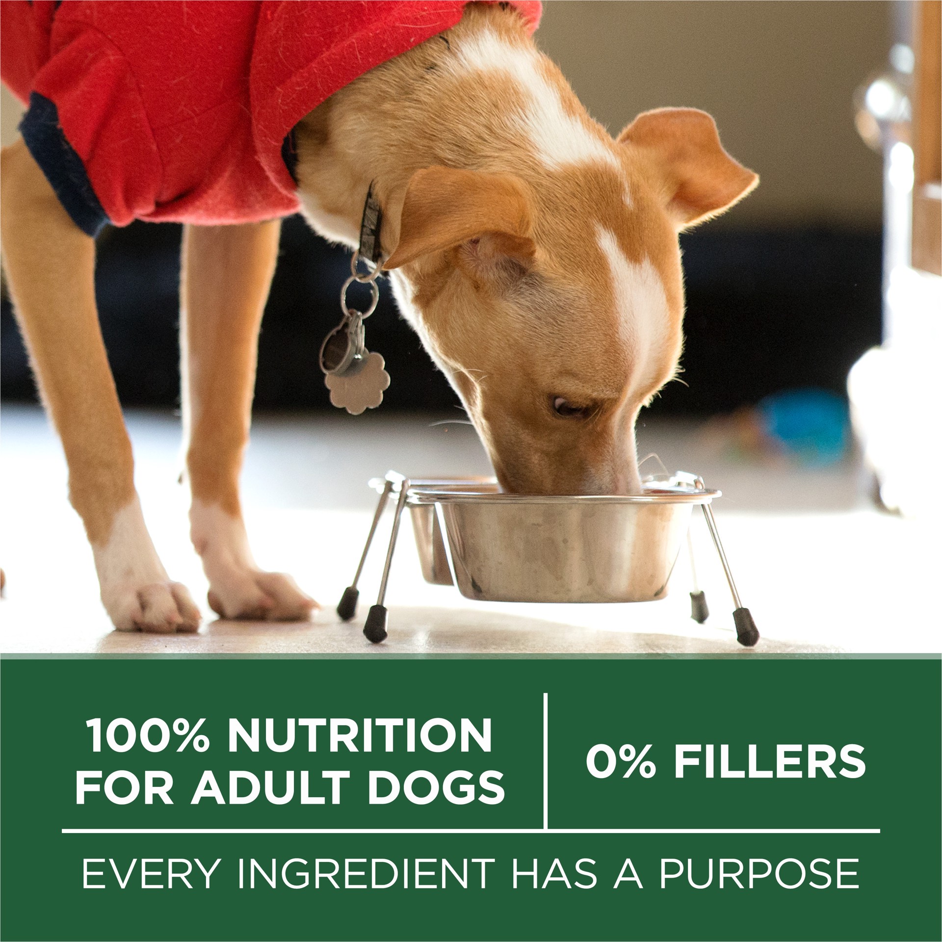 slide 5 of 8, ONE Purina ONE Plus Small Breed Lamb and Rice Formula Dry Dog Food, 3.80 lb