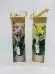 Orchid In Deco Case