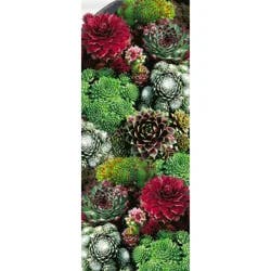 Hens & Chicks Jar