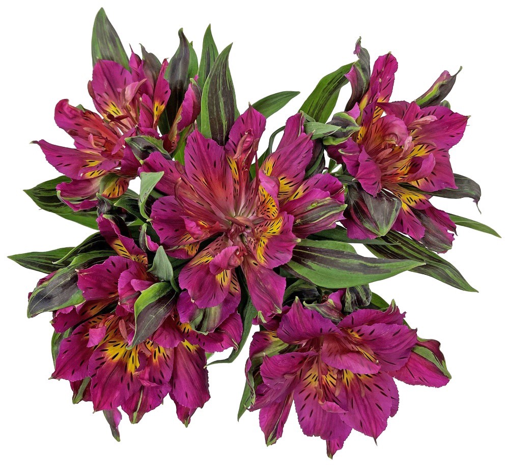 slide 2 of 3, Astronova Floral Arrangement, 5 ct