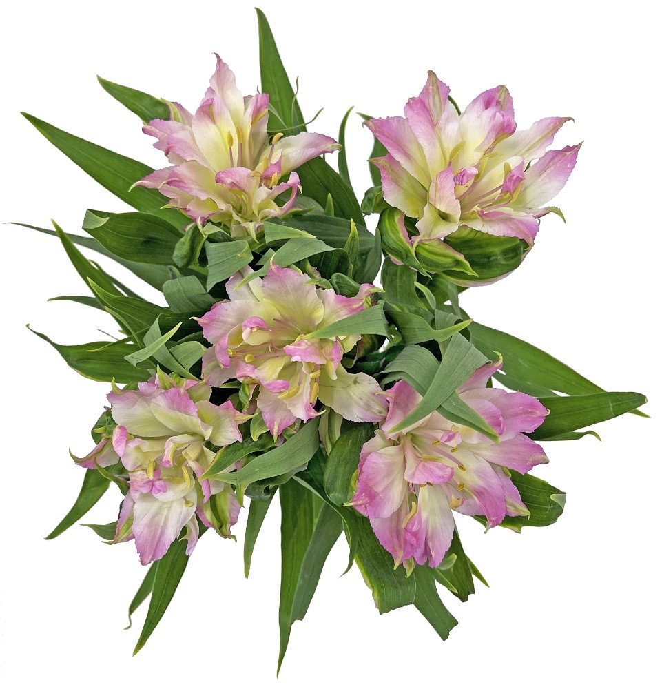 slide 3 of 3, Astronova Floral Arrangement, 5 ct