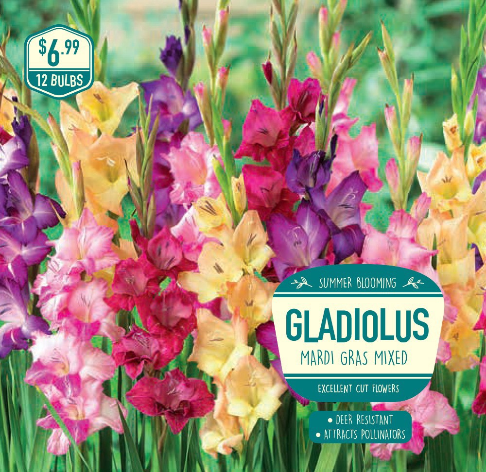 slide 1 of 1, Garden State Bulb Mardi Gras Mixed Seeds, 12 ct