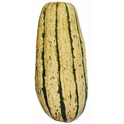 Sugar Loaf Squash
