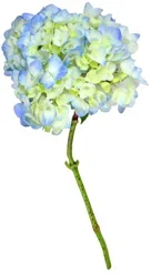 Extra Blue Hydrangea