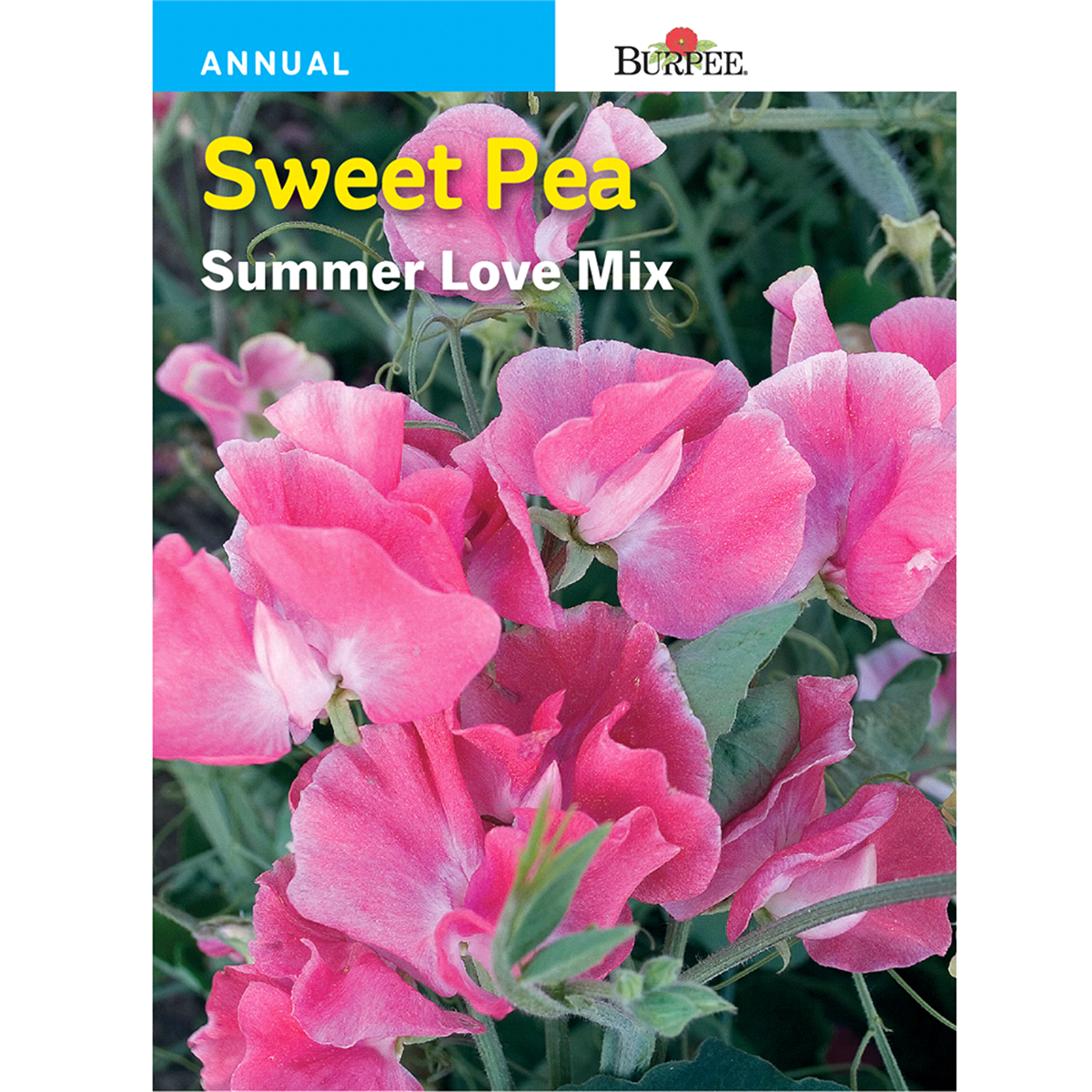 slide 1 of 1, Burpee Sweet Pea, Summer Love Mix, 1 ct