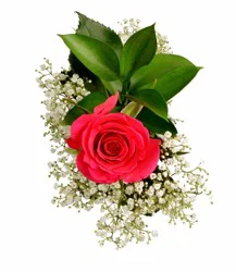 Single Stem Assorted Rose