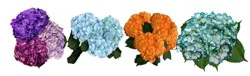DCHS Enhanced Hydrangea, 1 ct
