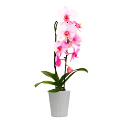 ColorFuze Pink Orchid 5 Inch in Pot