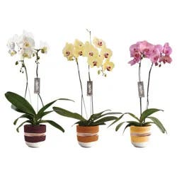 Orchid In Ceramic - 3 inch