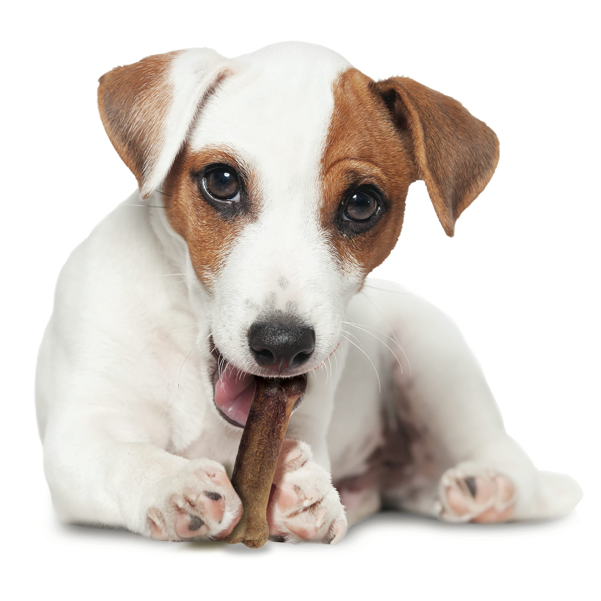 slide 5 of 10, Nylabone Healthy Edibles All-Natural Long Lasting Bacon Chew Treats Small/Regular - Up to 25 Ibs.(1 Count), 1 ct