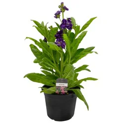 H-E-B Texas Backyard Annual Potted Plant - Assorted