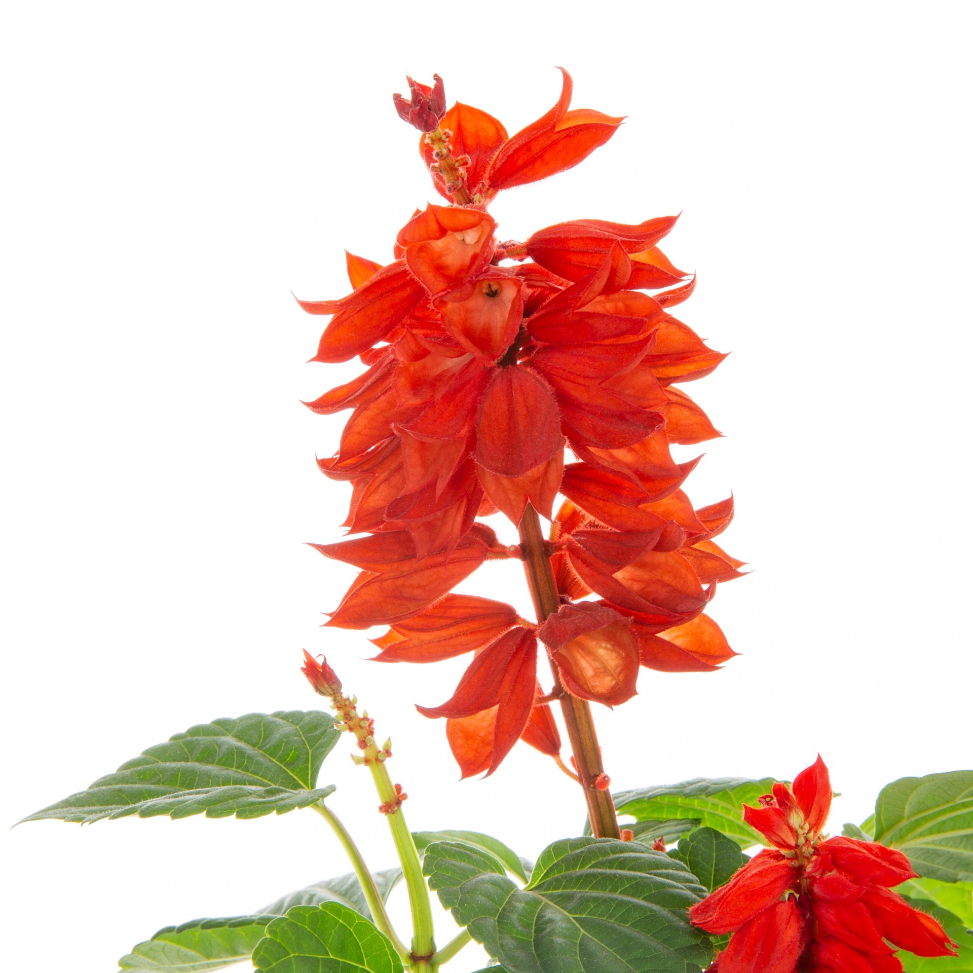 slide 2 of 4, Lowe's Multicolor Salvia in 1.5 Pint Pot 1 -Pack, 1 ct