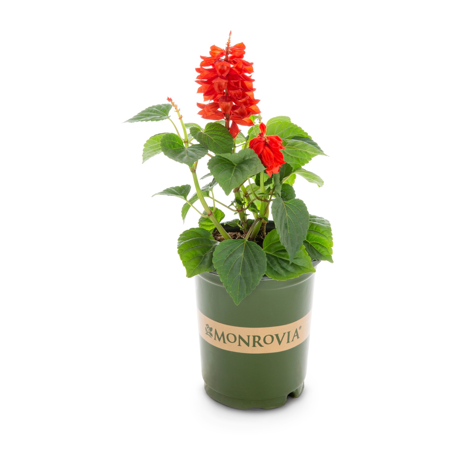 slide 1 of 4, Lowe's Multicolor Salvia in 1.5 Pint Pot 1 -Pack, 1 ct