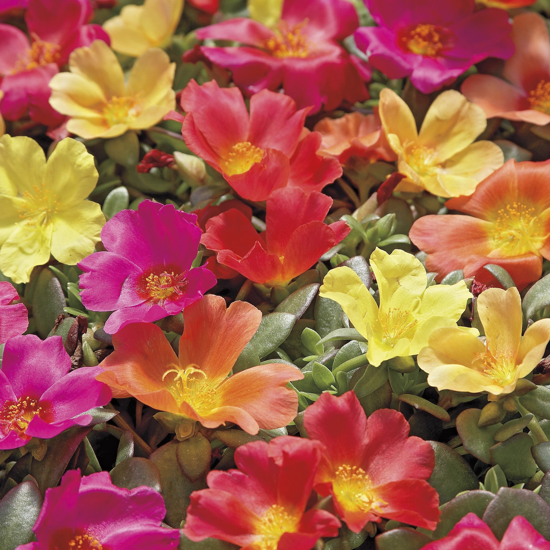 slide 2 of 4, Lowe's Multicolor Purslane in 1-Quart Pot, 1 ct