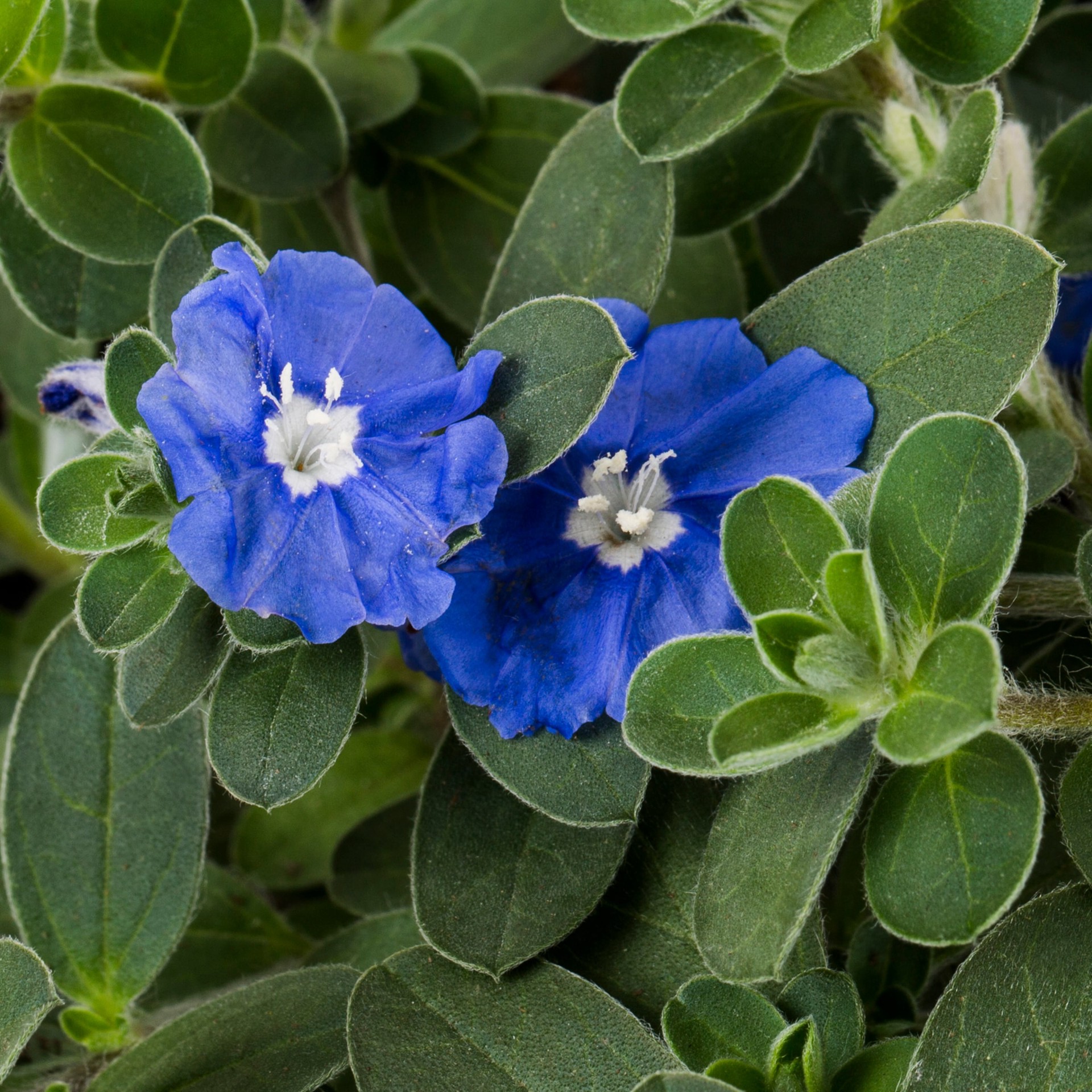 slide 3 of 3, Lowe's Blue Blue Daze Evolvulus in 1.5 Gallon(s) Pot, 1 ct