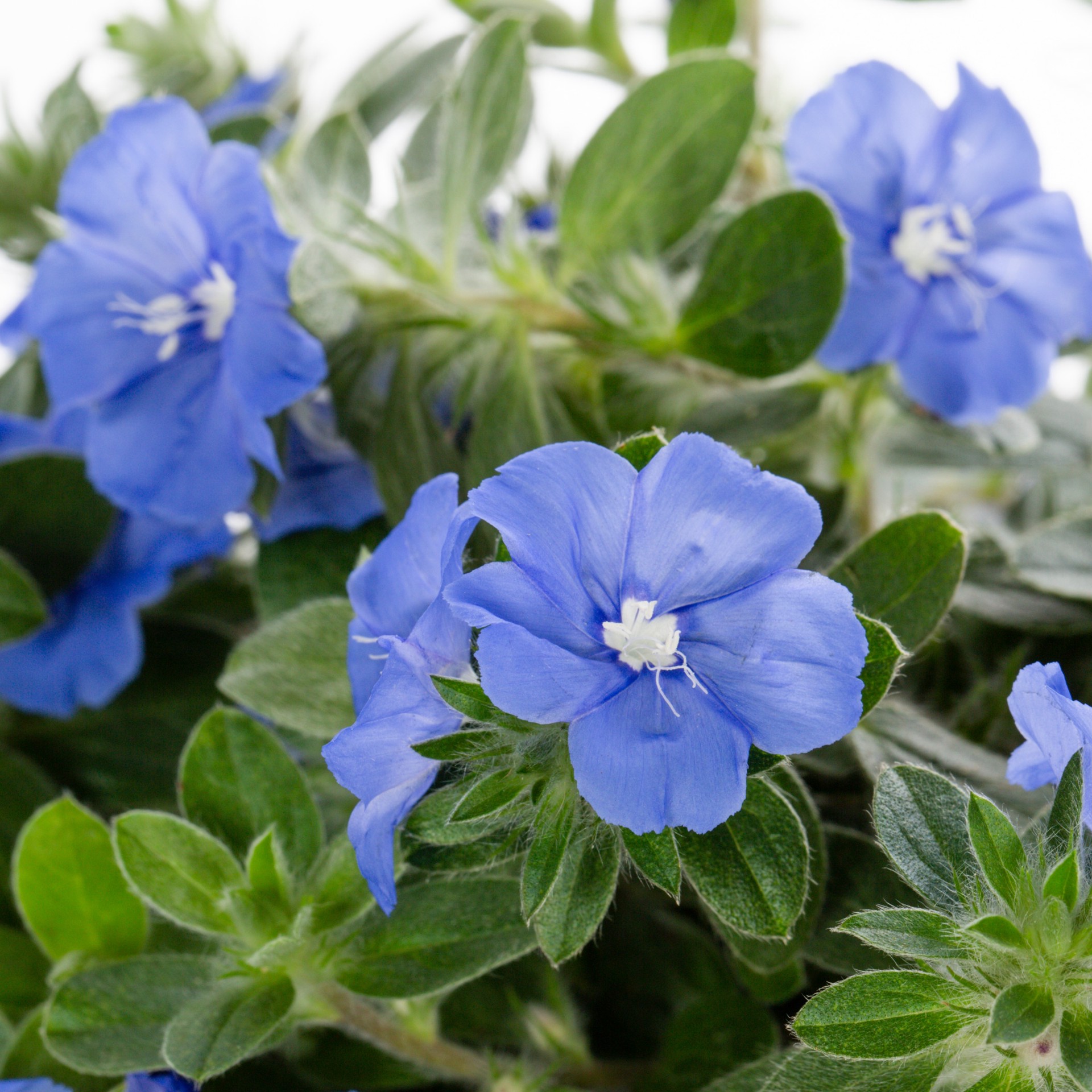 slide 2 of 2, Lowe's Blue Daze Evolvulus Pot, 1 ct